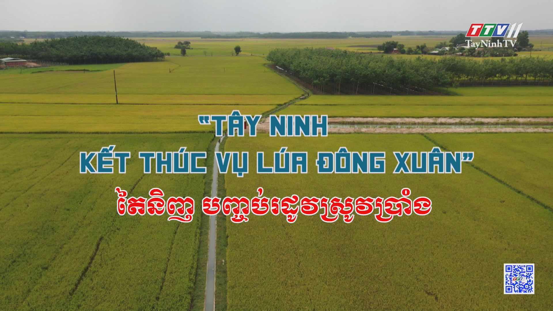 Tây Ninh kết thúc vụ lúa Đông Xuân | NÔNG NGHIỆP TÂY NINH | TayNinhTV